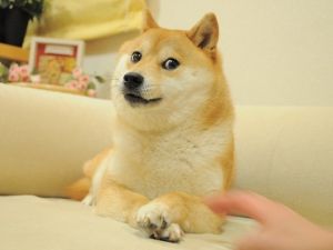DOGE,神烦狗 DOGE,神烦狗