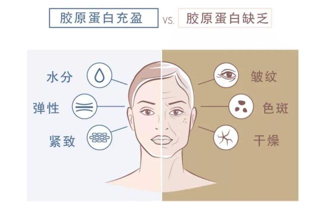 胶原蛋白
