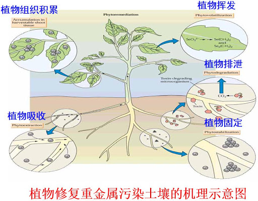 植物修复