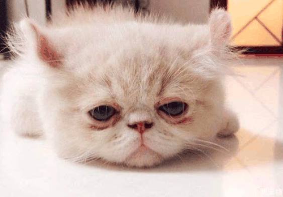 猫免疫缺陷病毒