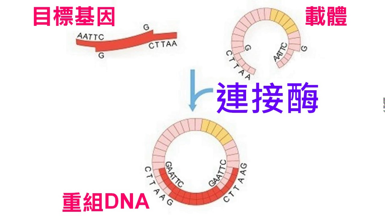 重组DNA