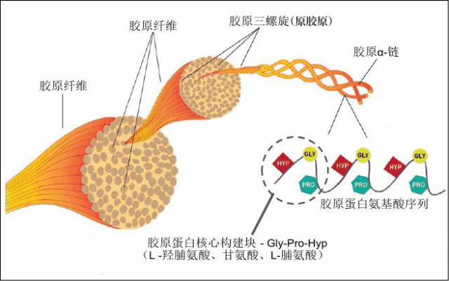 胶原螺旋