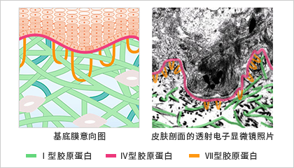 I型胶原蛋白