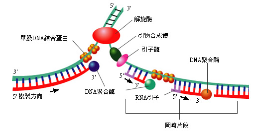 DNA复制