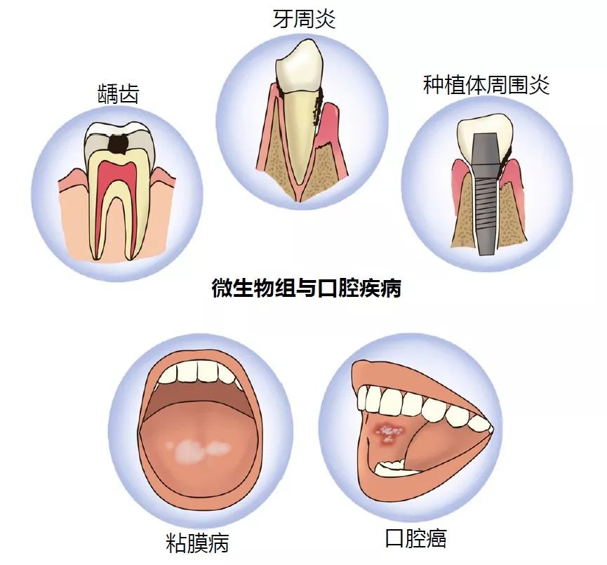 口腔微生物学