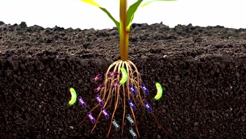 生物肥料