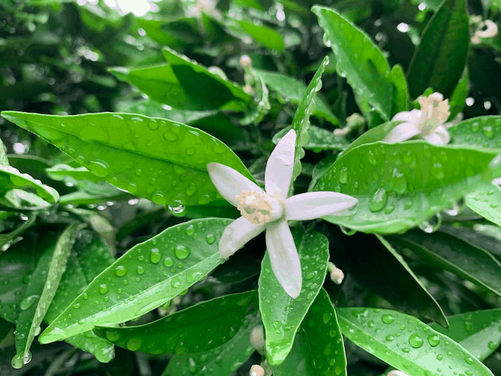 奉节脐橙