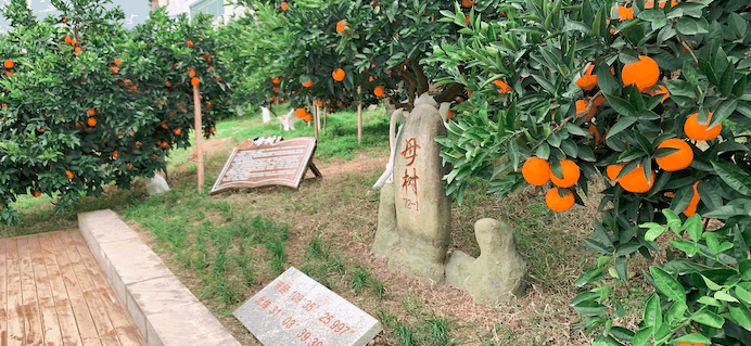 奉节脐橙