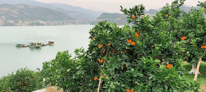 奉节脐橙