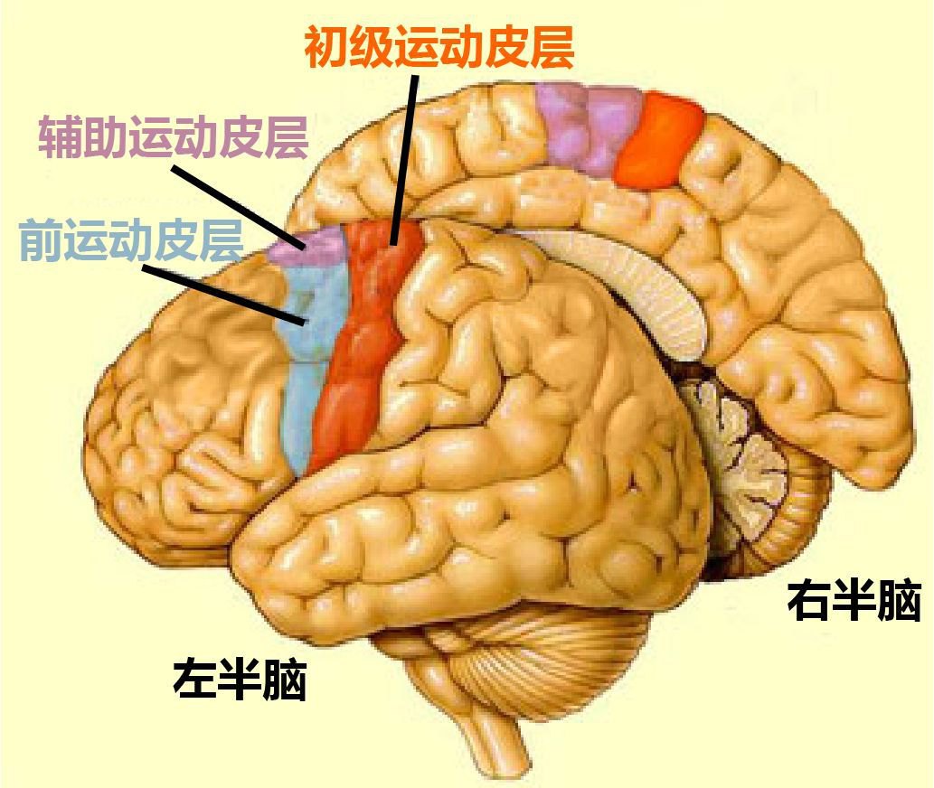 运动皮层