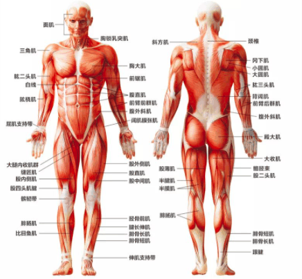 肌肉组织
