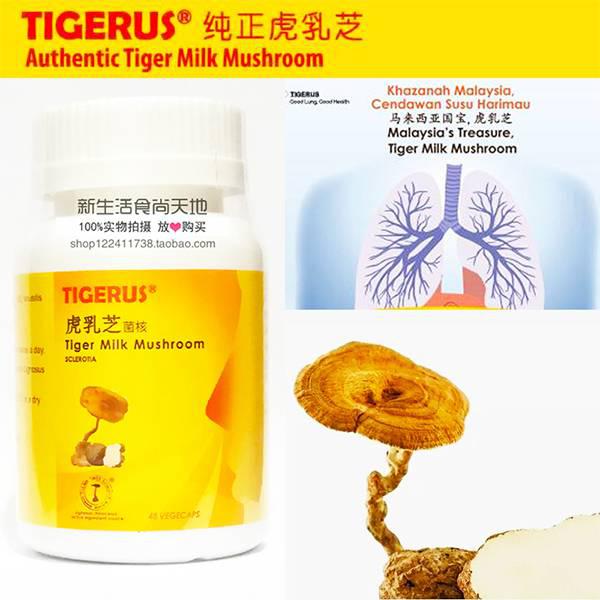 虎乳芝
