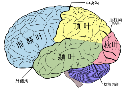 连贯疗法