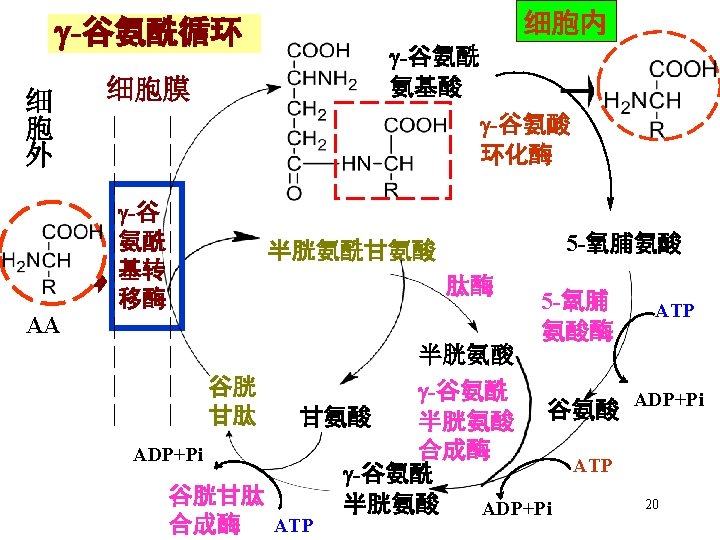 谷氨酸蛋白酶