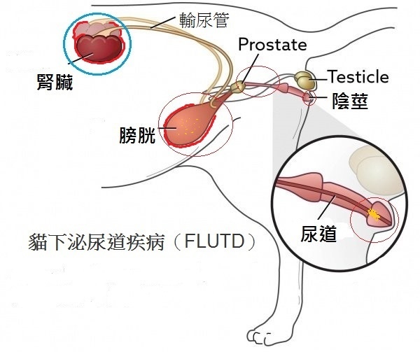 猫下泌尿道疾病