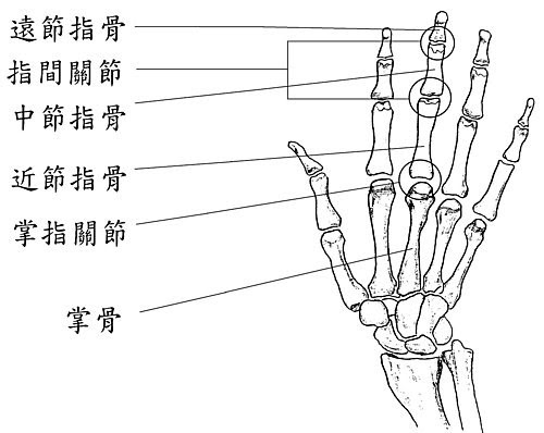 掌指关节