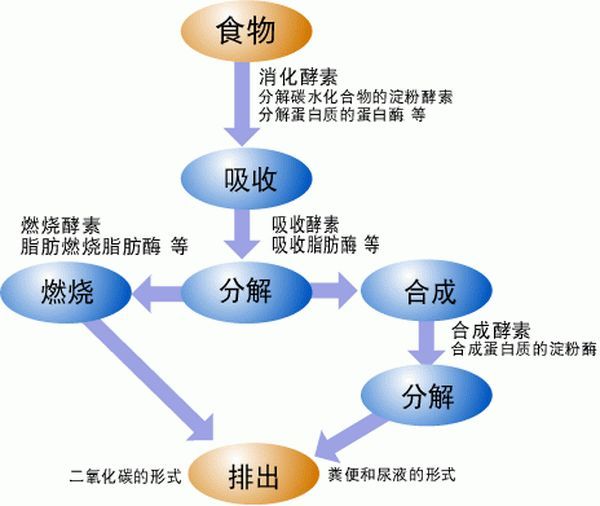 代谢紊乱