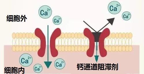 钙通道阻滞剂