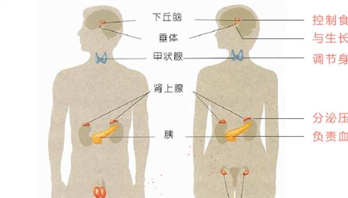 内分泌腺