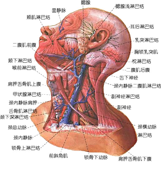颈内静脉