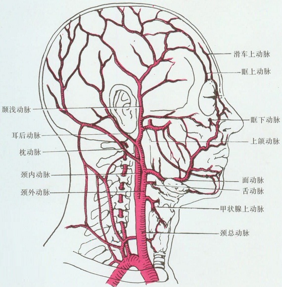 咽升动脉