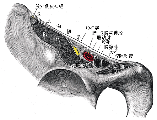 股动脉