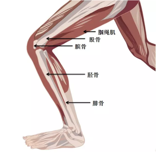 膝关节吻合