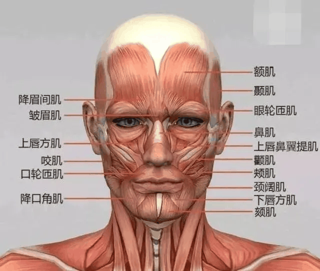 面部肌肉
