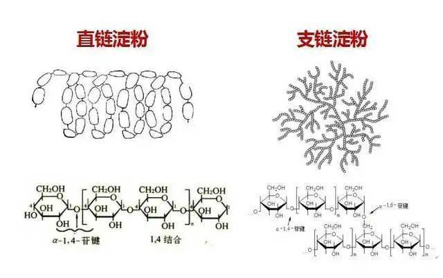 支链淀粉
