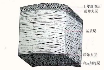后弹力膜