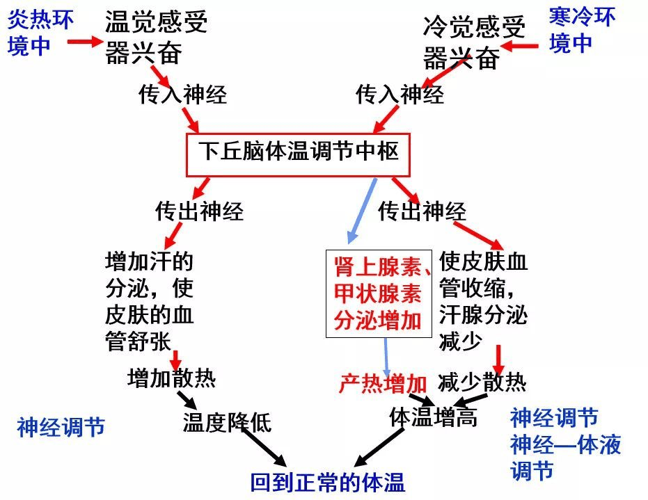神经调节