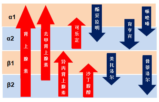肾上腺素受体
