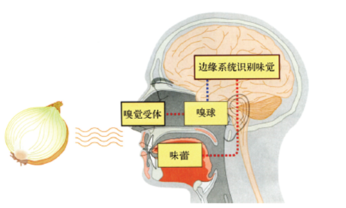 嗅觉受体