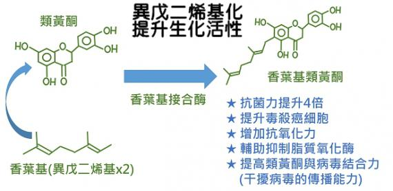 异戊二烯黄酮