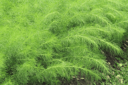 总状花序