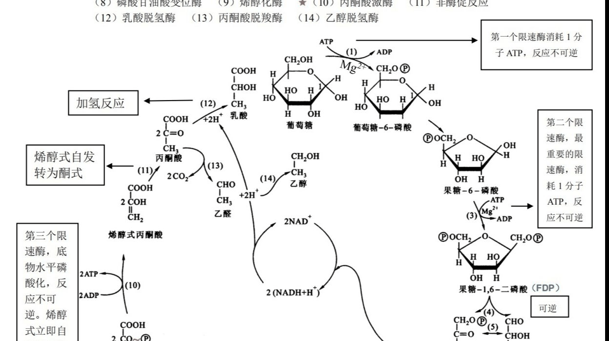 丙酮酸脱羧酶