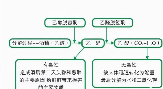 酒精脱氢酶