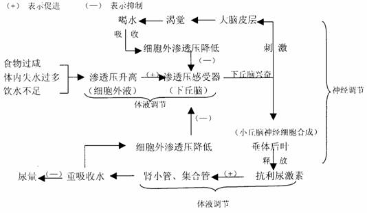 体液平衡