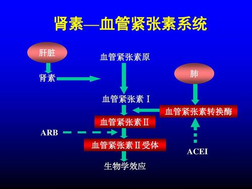 血管紧张素转换酶