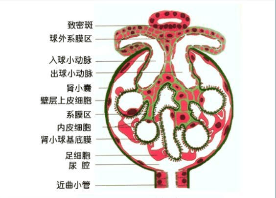 肾小球区