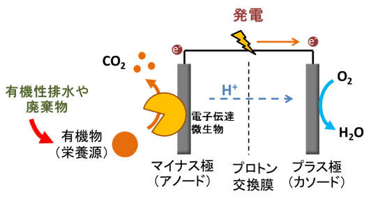 微生物燃料电池