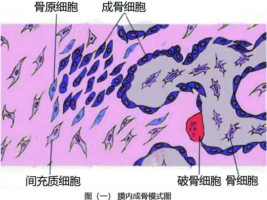圣臻骨宝