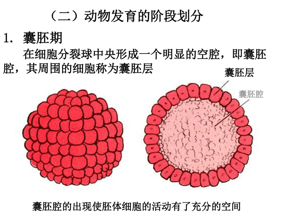 空腔体