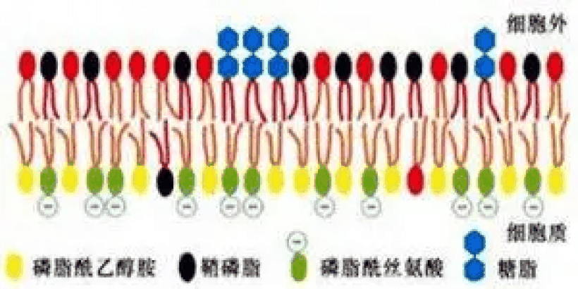 糖脂