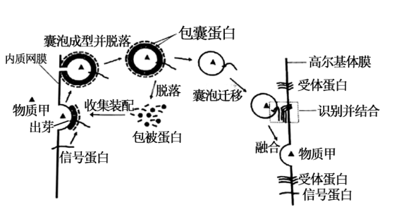 模糊复合物