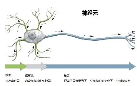显著性(神经科学)