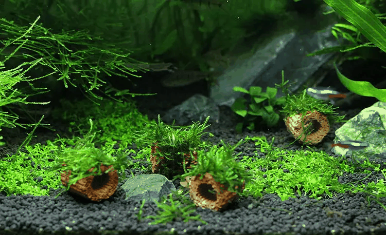 水族饲养