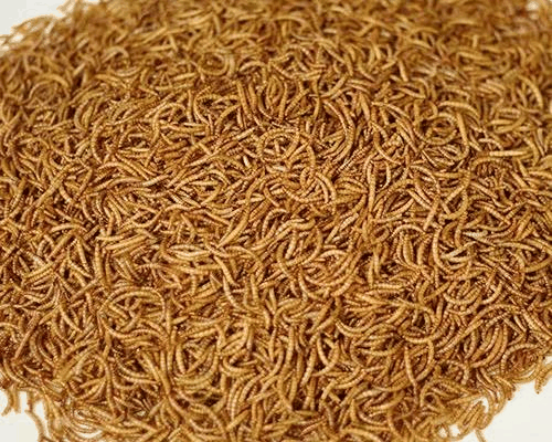 黄粉虫