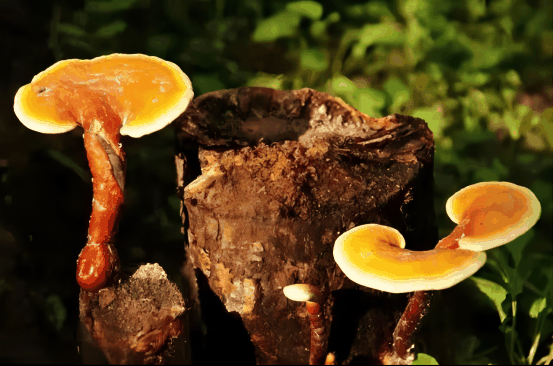 藏灵芝孢子油丸