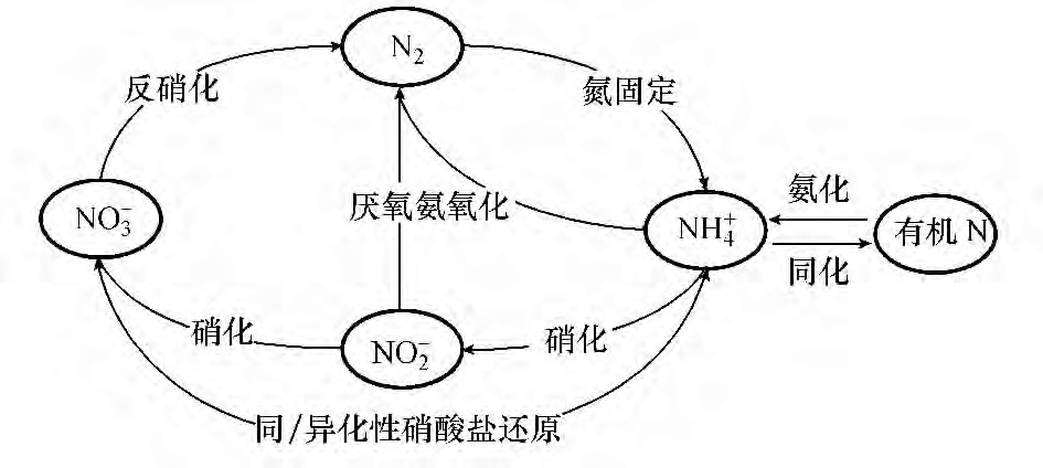氨氧化